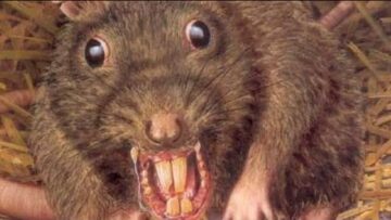 [ID: YseZU1_3zuQ] Youtube Automatic