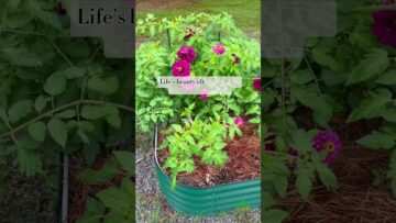 [ID: yud0o0SndJM] Youtube Automatic