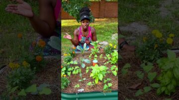 [ID: yvQ1ghbXEI8] Youtube Automatic