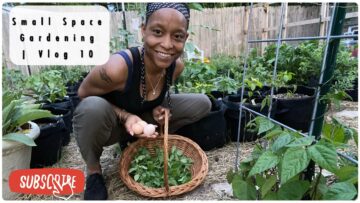 [ID: YYqKWV62cSk] Youtube Automatic