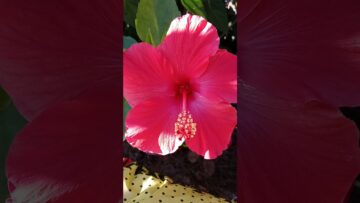 [ID: yz0btnPdu6s] Youtube Automatic