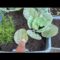 What’s Happening To My Cabbage Leaves? | Unexpected Visitor