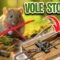 How to Trap Voles?