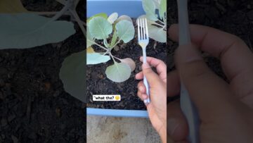 [ID: z1lbXnjWxRs] Youtube Automatic