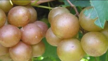 [ID: z49pJ_Yyiwg] Youtube Automatic