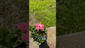 [ID: z6LdlIr3WCw] Youtube Automatic