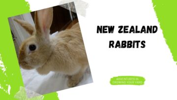 [ID: z7KM8q5gas8] Youtube Automatic