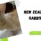 Purchasing New Zealand Rabbits