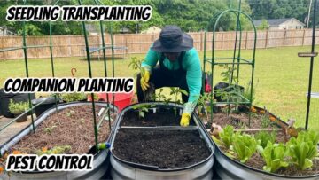 [ID: Z88TFkz4RNQ] Youtube Automatic