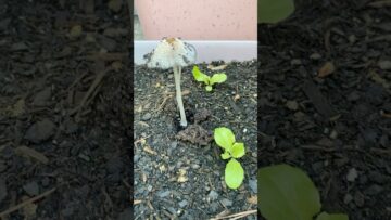 [ID: Zhtoe9MOugE] Youtube Automatic