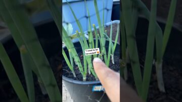 [ID: Zkm9bnqjD_s] Youtube Automatic