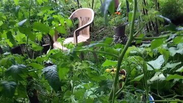 [ID: zLQh6R84w3I] Youtube Automatic