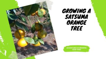 [ID: znGGrPNM2Bk] Youtube Automatic