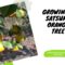 Growing A Satsuma Orange Tree