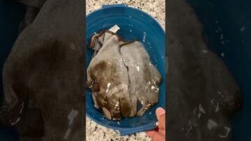 [ID: Zo48OpRwiO0] Youtube Automatic