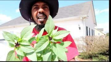 [ID: Zoni-jCj7dE] Youtube Automatic