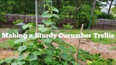 [ID: ZOrl6IeOhfw] Youtube Automatic