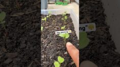 [ID: ZR-mF_eno9A] Youtube Automatic