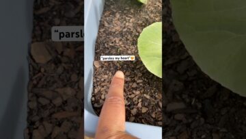 [ID: zr5Bp9xClCo] Youtube Automatic