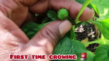 [ID: ZSBsgAXSObM] Youtube Automatic