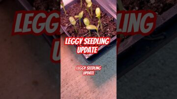 [ID: zSIxDz9Ajqs] Youtube Automatic