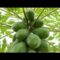 Papaya tree trimming