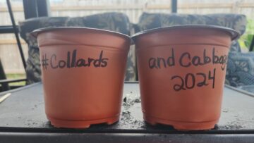 [ID: zvHnZolDx-U] Youtube Automatic