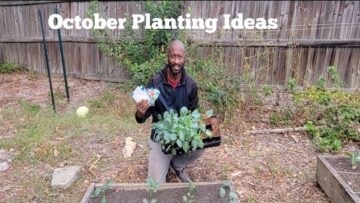 [ID: Zw0ae-nMnY8] Youtube Automatic