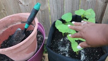 [ID: zX6BOwiV5Fg] Youtube Automatic